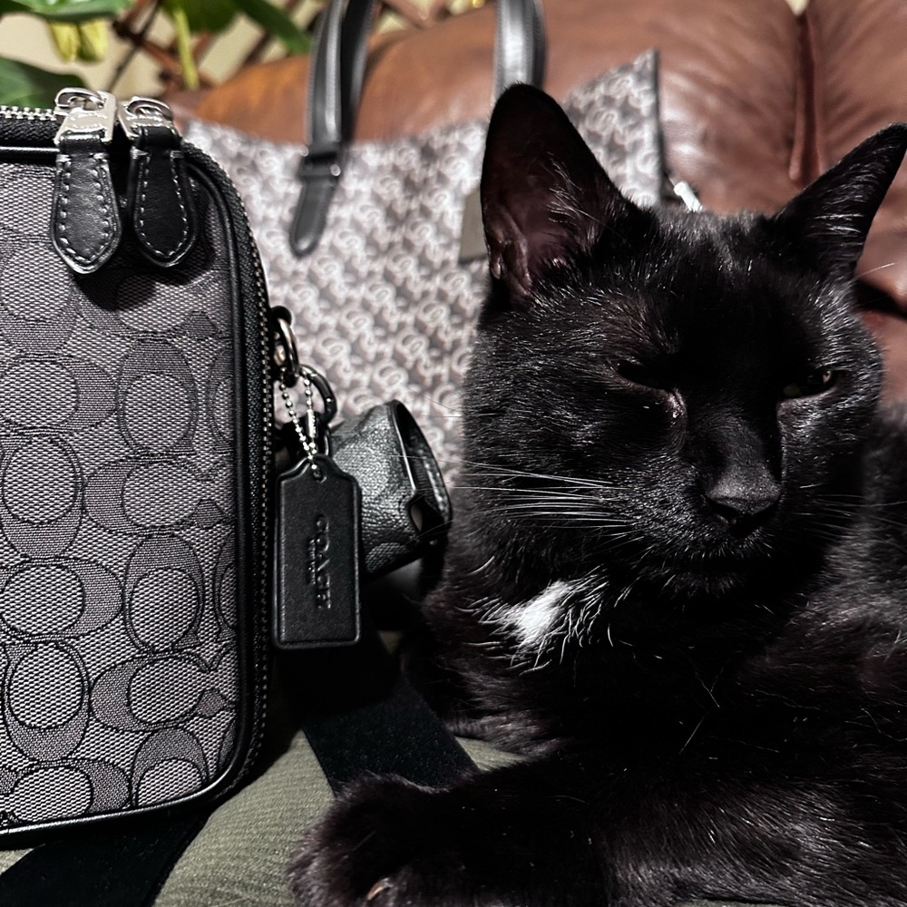🐾🐈‍⬛ MYSTERY FUR-BABY THEMED ITEM🐈 🏴‍☠️